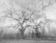 Mostra fotografica "...mi abbracciano, gli alberi!" di Luca Zampini