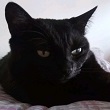 Gatto Nero 9 anni